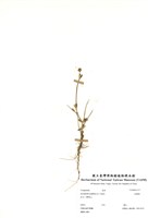 藏品(金腰箭)的圖片